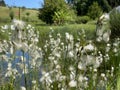 Broad-leaved bog-cotton Eriophorum latifolium, Hoppe, Broad leaved cotton grass, BreitblÃÂ¤ttriges Wollgras, Linaigrette ÃÂ  larges